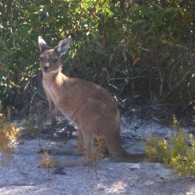 Bébé kangourou